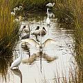 Bird Brunch 2