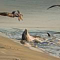 Dolphin Joy