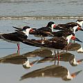 Skimmers with Reflection