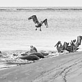 Dolphin and Pelican Party