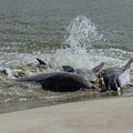  Feeding Dolphin Trio
