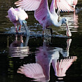 Spread my wings